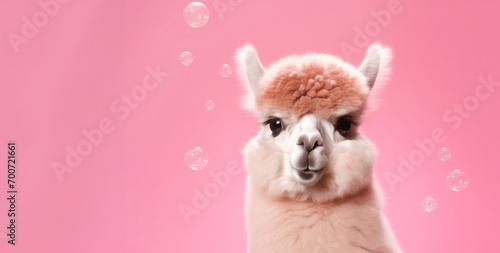The curious gaze of an alpaca is captured amidst floating soap bubbles, adding a playful touch to the scene. © Mirador
