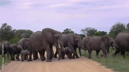 African bush elephant herd crossing safari road running in Kruger National park, South Africa ; Specie Loxodonta africana family of Elephantidae