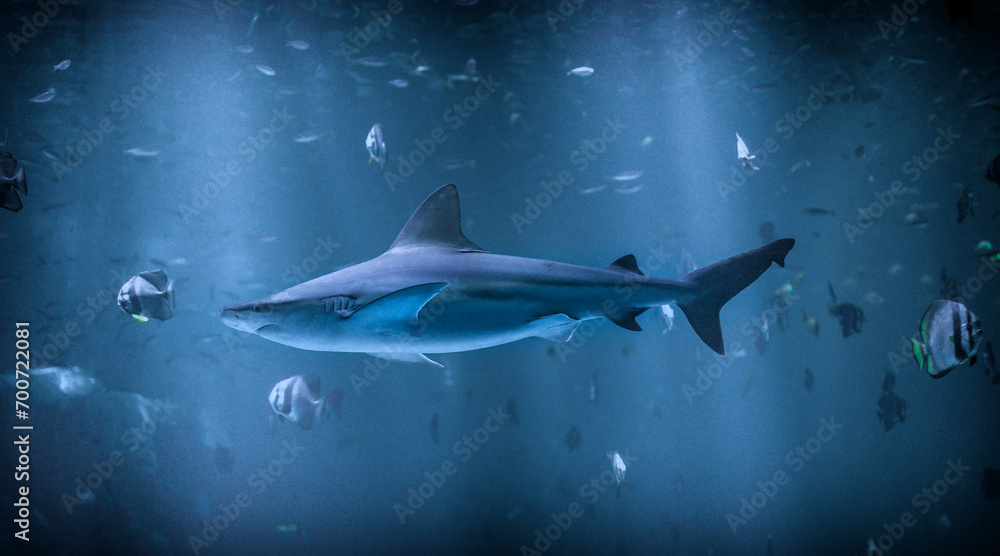 Fototapeta premium Requin