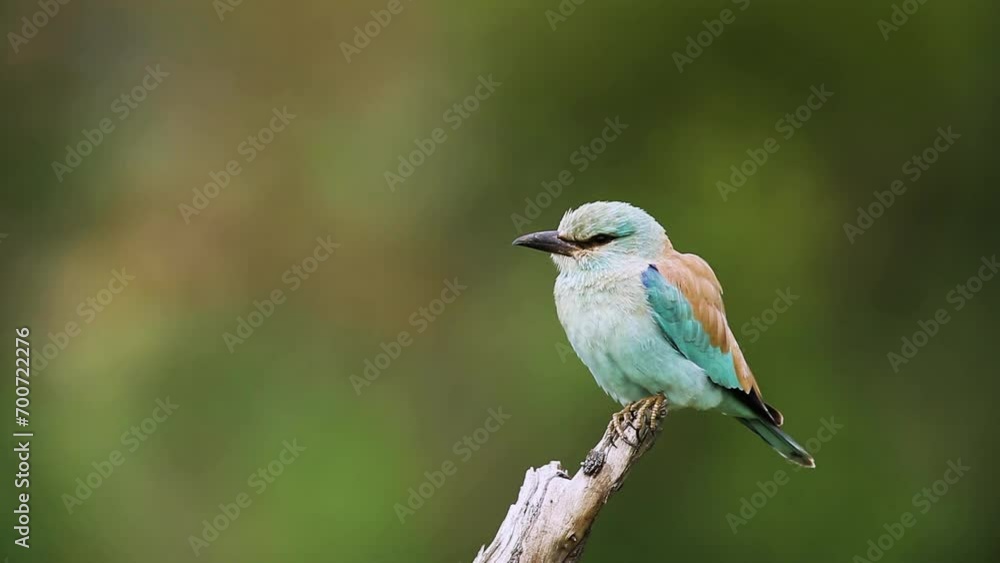 European Roller standing on log isolated in natural background in Kruger National park, South Africa ; Specie Coracias garrulus family of Coraciidae European Roller standing on log isolated in natural background in Kruger National park, South Africa ; Specie Coracias garrulus family of Coraciidae
