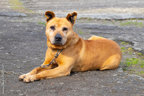 Fototapeta Naklejka Na Ścianę i Meble -  A big brown dog pit bull terrier  is lying on the asphalt