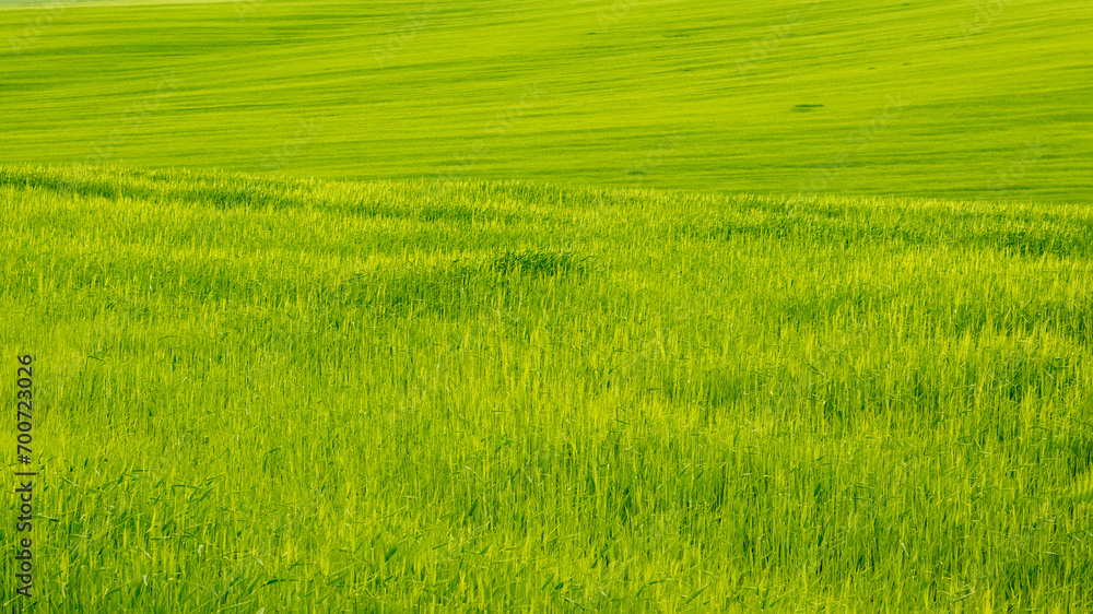 Green field with wheat crops, background with green grass Green field with wheat crops, background with green grass