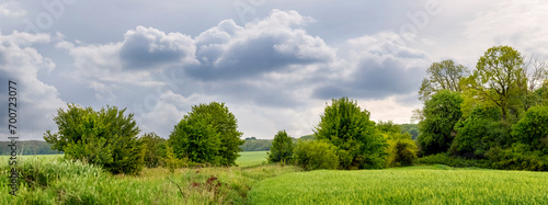 Spring or summer landscape with green grass and trees in the field and cloudy  sky