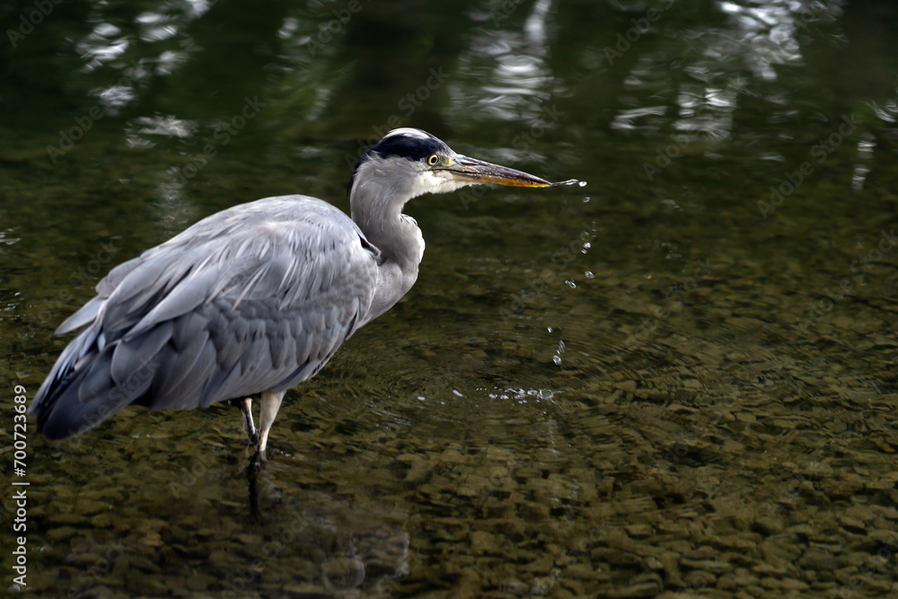 Naklejka premium Fischreiher