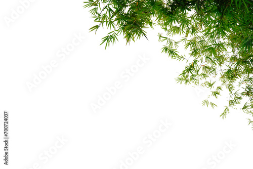Green bamboo tip, white background Free space for use (Focus on a specific point)