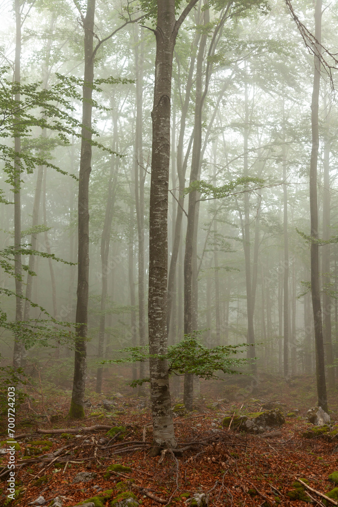 Naklejka premium Beautiful foggy morning forest landscape. Vertical shot.