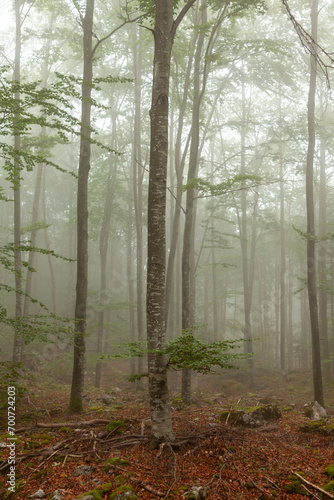 Beautiful foggy morning forest landscape. Vertical shot. © robsonphoto