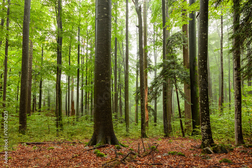 Old senescent green forest landscape. 