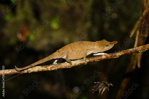 Endangered Lance-nosed chameleon (Calumma gallus) passing on a twig at Vohimana Reserve in eastern Madagascar