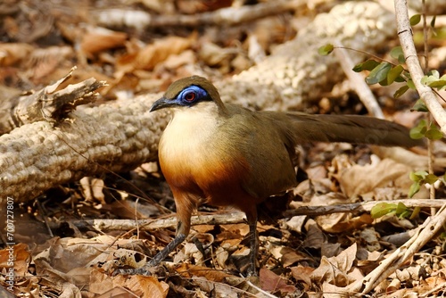 Coquerel's Coua (Coua coquereli) walking on the dry forest floor at Kirindy, menabe region, western Madagascar photo