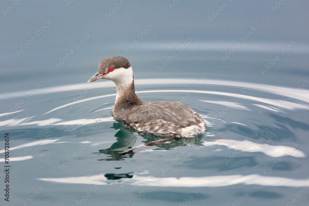 Horned grebe that came to Aomori Prefecture to spend the winter Horned grebe that came to Aomori Prefecture to spend the winter