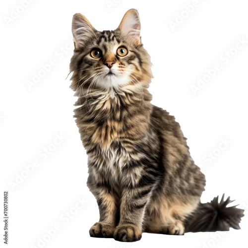 A cute sitting norway forest cat, transparent or isolated on white background
