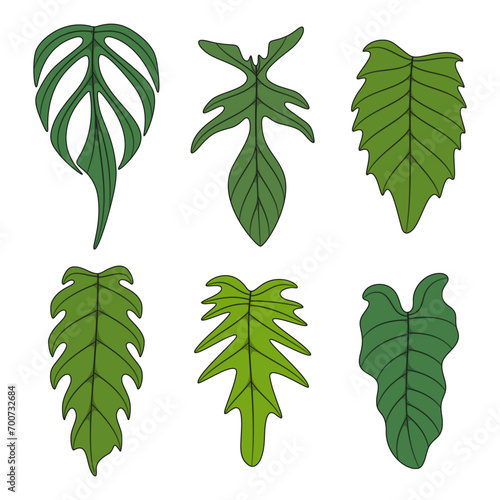 Set of color illustration with monstera creeper plant leaves. Isolated vector objects on white background.