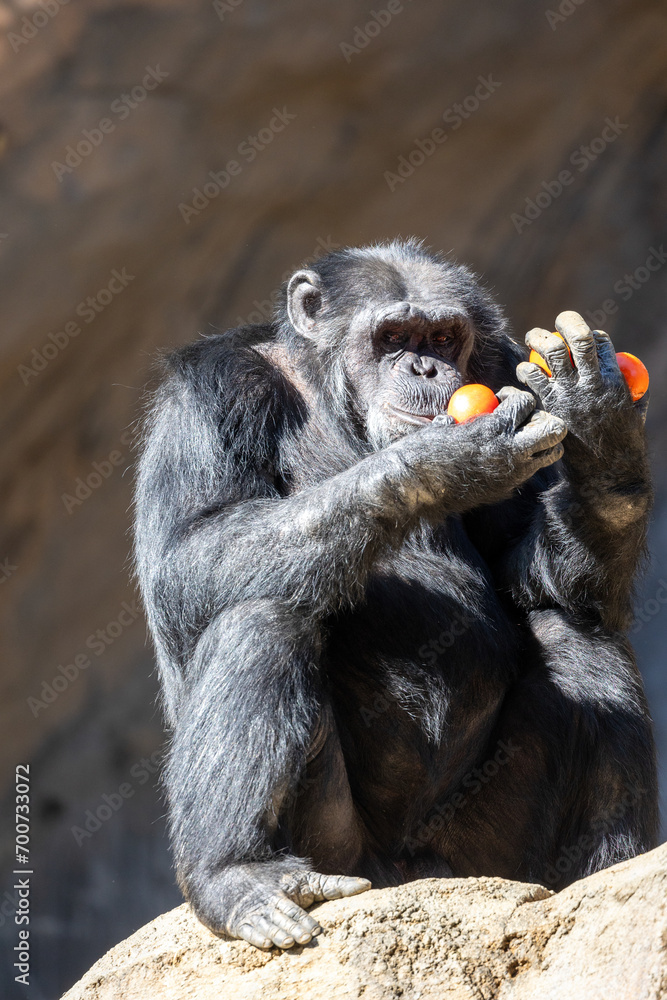 Chimpanzee examining his fruit