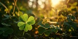 Four-leaved shamrocks in a forest, backlit by the midday sun, Lucky Irish Four Leaf Clover in the Field for St. Patrick's Day holiday symbol.