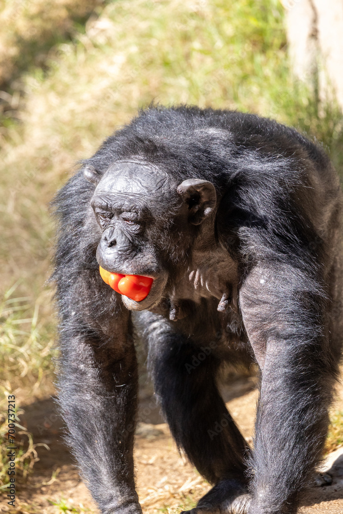 Chimpanzee with several fruit in its mouth Chimpanzee with several fruit in its mouth