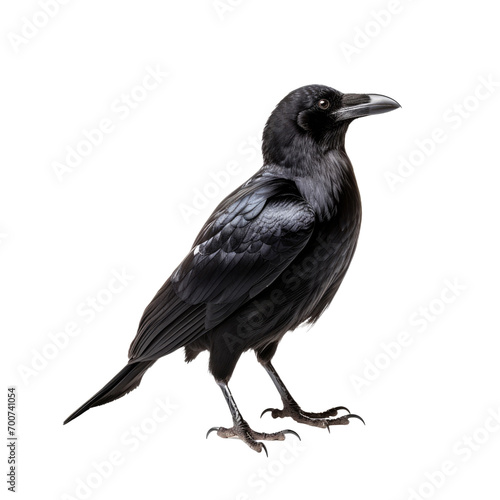 Raven isolated on white or transparent background 