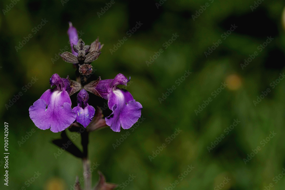 Rock Sage Rock Sage
