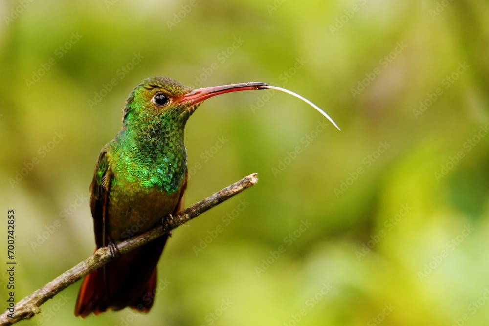 Rufous-tailed hummingbird (Amazilia tzacatl jucunda) sticking out its long tongue perched on twig at Piñas, El Oro province, Ecuador