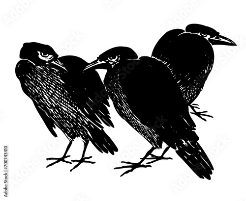 3 crows, ravens or other corvids flock together as birds do. Antique print with ominous halloween vibe, like impending death. 