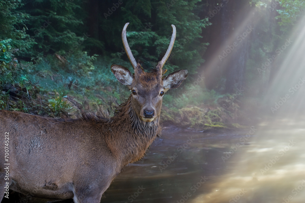 Spießer (junger Hirsch) im Morgenlicht Spießer (junger Hirsch) im Morgenlicht
