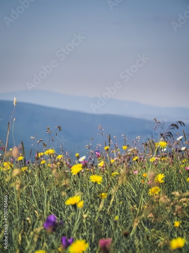A meadow full of beautiful mountain flowers in the background of the Velka Fatra mountains