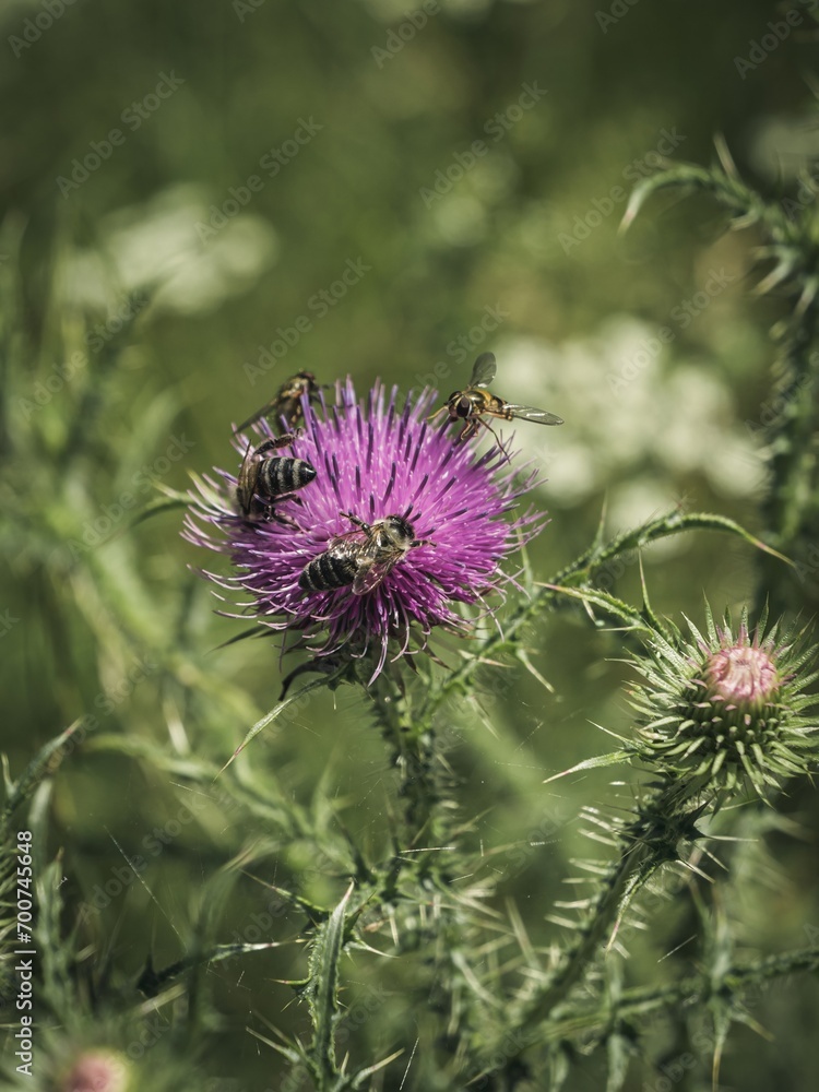 Black and yellow bumblebee bee pollinator insects feeding on a musk thistle Black and yellow bumblebee bee pollinator insects feeding on a musk thistle