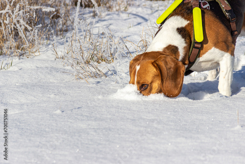 Fototapeta Naklejka Na Ścianę i Meble -  Dog (Beagle) is tracking a scent in the snow