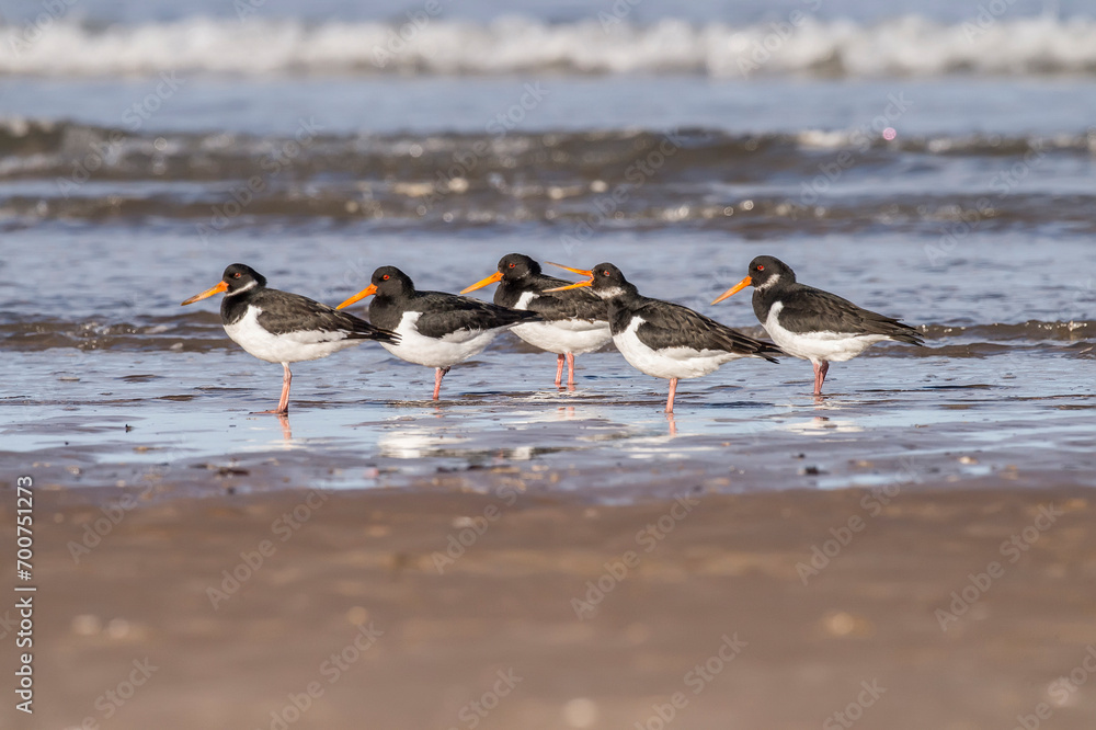 Naklejka premium Oystercatchers, Haematopus ostralegus, on the shoreline