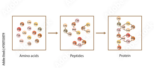 Protein Formation. Biochemical Structure Of Amino acids, Peptides And Proteins Molecular Model. Scientific Design. Vector Illustration.