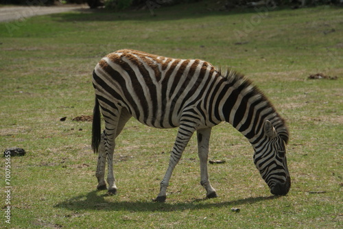 zebra eating grass