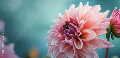 Fototapete close up of pink dahlia flower on blue background