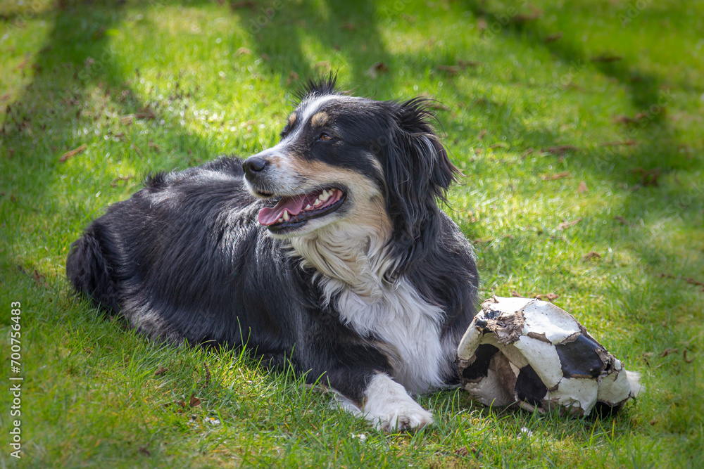 Dog (Australian Shepherd) is lying on the meadow and chewing on a ball Dog (Australian Shepherd) is lying on the meadow and chewing on a ball