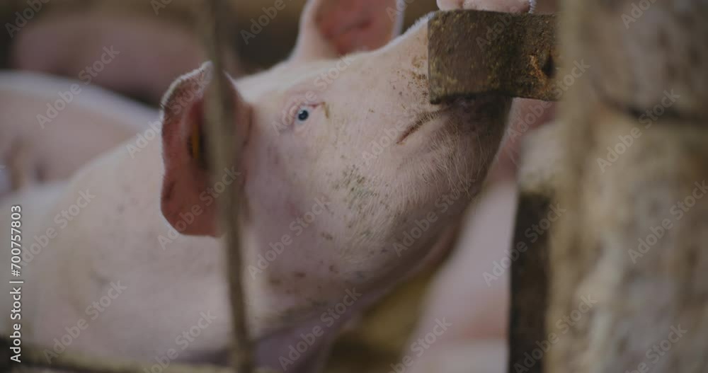 Swine Pigs Husbandry Modern Pig Farm Livestock Farm Pork Production Swine Pigs Husbandry Modern Pig Farm Livestock Farm Pork Production