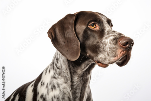 German Shorthaired Pointer dog close-up portrait on a white background.	
