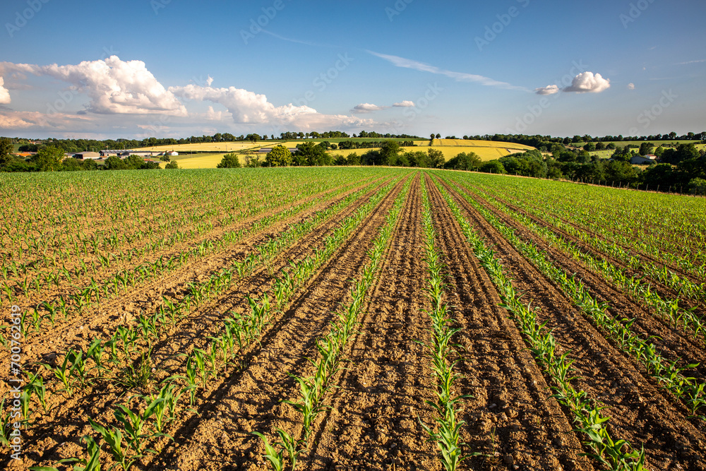 Champ de maïs et agriculture dans un paysage en France au printemps.