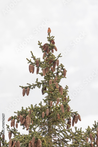 Red or common male crossbill (loxia curvirostra) perched in the top of a conifer tree in the dolomite mountain region of Italy. Snowy mountain background. photo