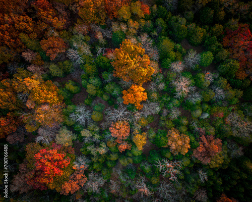 Birds Eye view over fall foliage © Freeman Kelly 