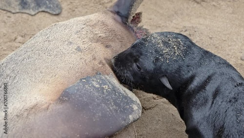 Brown fur seals nursing a baby, Cape Cross Seal Reserve, Namibia, Africa