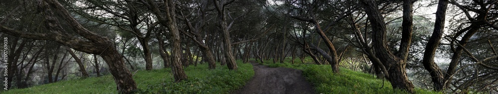 A path in Nature