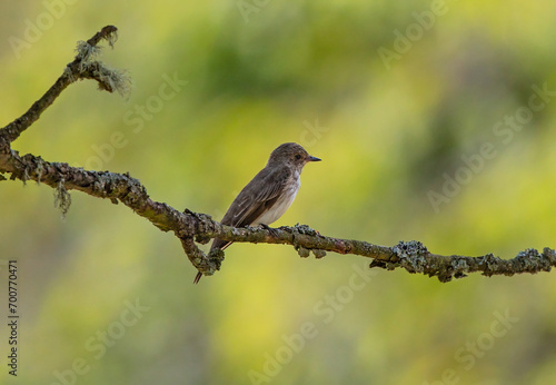 Spotted Flycatcher (Muscicapa striata) juvenile perched on a branch, Baden-Wuerttemberg, Germany