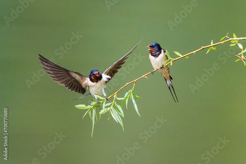 Barn Swallow (Hirundo rustica) pair sitting on branch with open wings, Baden-Wuerttemberg, Germany  photo