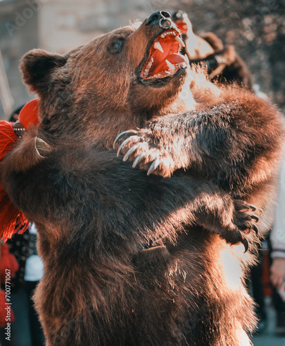 bear costumes worn for new years good luck dance in Romania photo