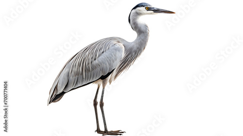 A majestic great heron stands gracefully on a dark canvas, its elegant beak and intricate feathers reflecting the beauty of the aquatic bird's natural habitat © Daniel