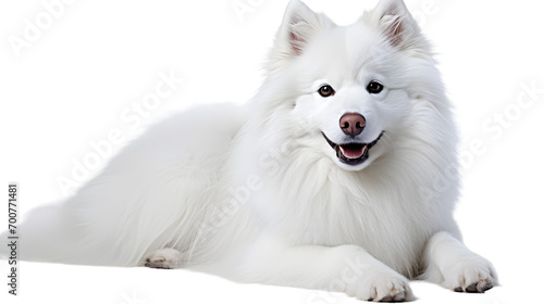 A serene white dog rests peacefully, its snout gently rising and falling with each breath, embodying the loyal and comforting nature of a beloved pet photo
