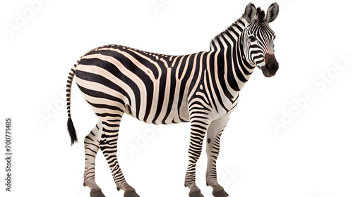 A majestic zebra commands attention on a dark canvas, showcasing the beauty and power of this iconic terrestrial mammal in the wild photo