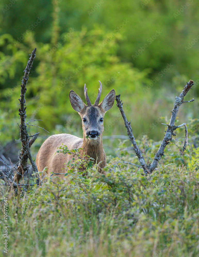 Naklejka premium Roebuck (Capreolus capreolus) in forest, Baden-Wuerttemberg, Germany