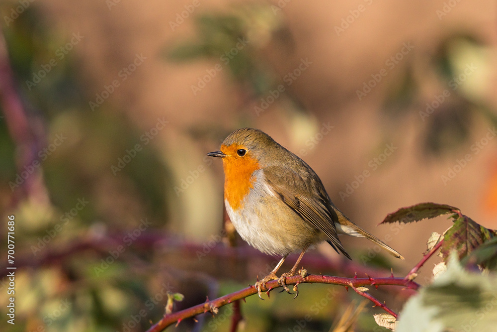 European Robin (Erithacus rubecula), Baden-Wuerttemberg, Germany European Robin (Erithacus rubecula), Baden-Wuerttemberg, Germany