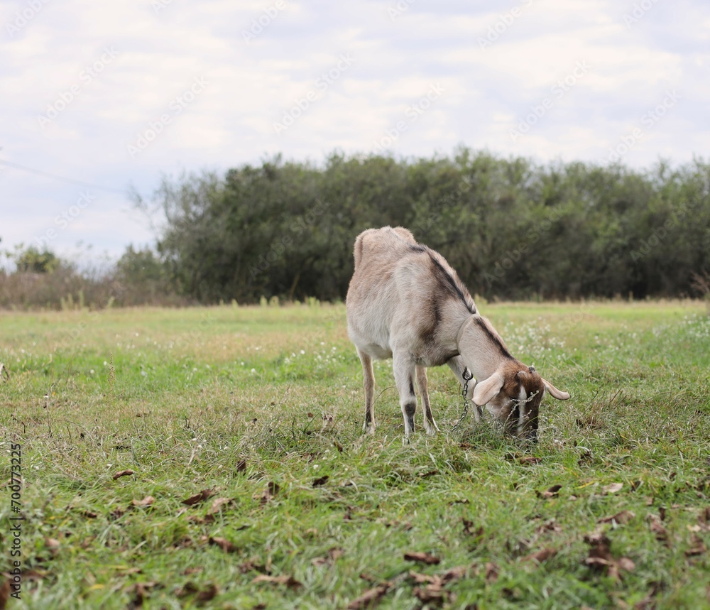 Fototapeta premium donkey in the field