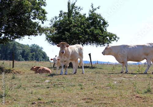 Kühe auf der Weide